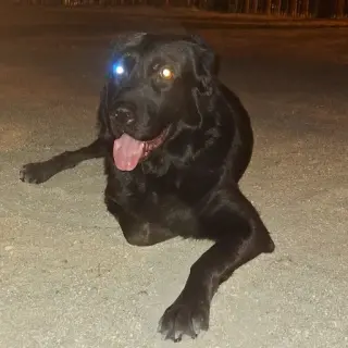 Nala