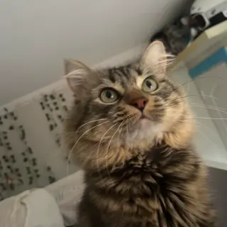 Coko