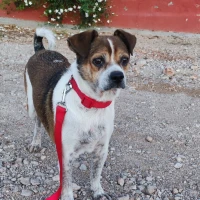 Adopta a Charlie