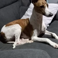 Adopta a Buda