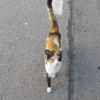 Adopta a Cieguita