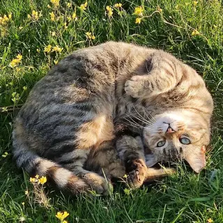 Michi