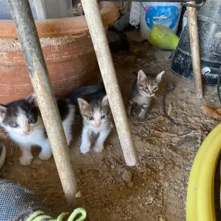 Gatos Pequeños