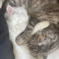 Adopta a Horus Y Don Señor