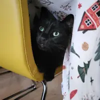 Adopta a Lunha