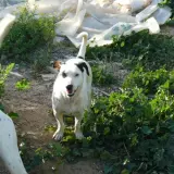 Adopta a Pirata