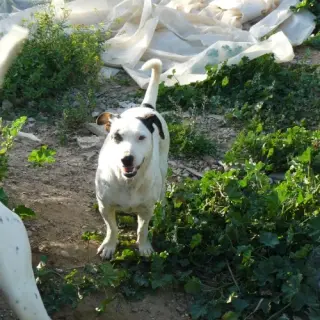 Pirata