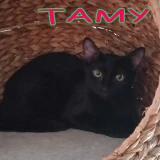Adopta a Tamy