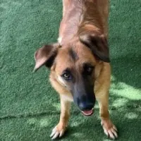 Adopta a Niza