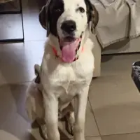 Adopta a Goku