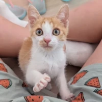 Adopta a Suri