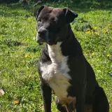 Adopta a Hodaya