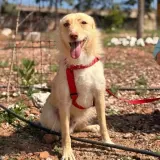 Adopta a Dilgo