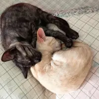 Adopta a Kai Y Fénix