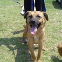 Adopta a Diamante