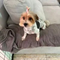 Adopta a Ana