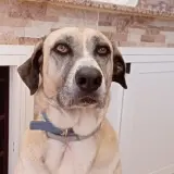 Adopta a Pepa