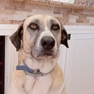 Pepa
