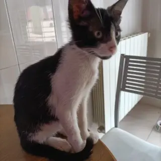 Labi