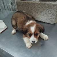 Adopta a Zeus