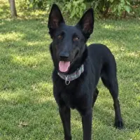 Adopta a Pandora