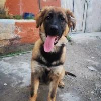 Adopta a Freya