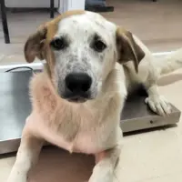 Adopta a Panza