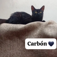 Adopta a Carbon