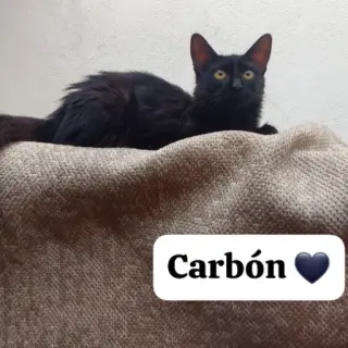 Carbon