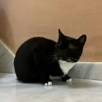 Adopta a Moon