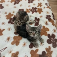 Adopta a Gatitas Romanas
