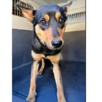 Adopta a Djnago