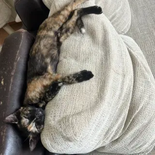 Lia