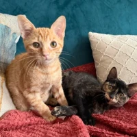 Adopta a Fonsi Y Poly