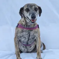 Adopta a Karla