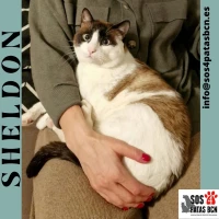Adopta a Sheldon