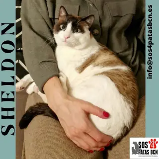 Sheldon
