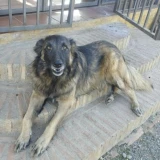 Adopta a Balto