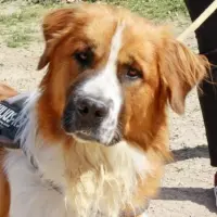 Adopta a Mango
