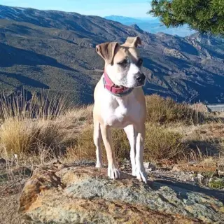 Mia