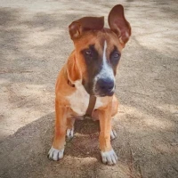 Adopta a Daisy
