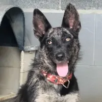 Adopta a Ryu