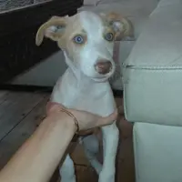 Adopta a Regalo Perros Mezcla Podenco Y Breton