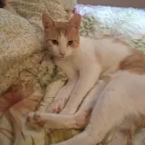 Adopta a Puleva