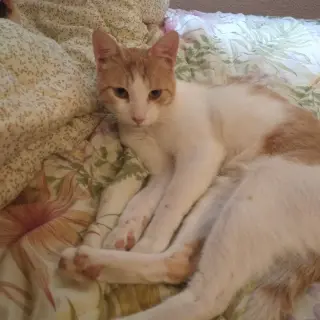 Puleva