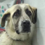 Adopta a Grimm