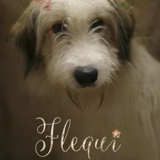 Flequi