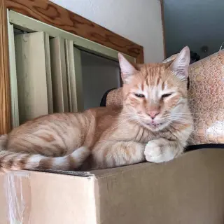 Axel