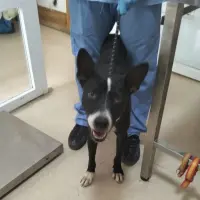 Adopta a Chumbo