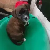 Adopta a Bongo